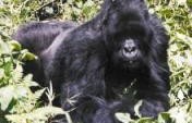 Big Brother’s African Brother #19: Kisoro, Uganda to Rwanda and back