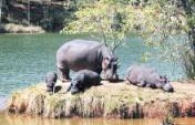 Big Brother’s African Brother #50: Mlilwane Wildlife Sanctuary, Swaziland