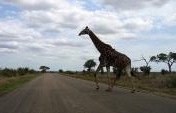 The Hunt for the “Real Africa”