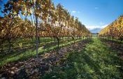 The How-To’s of WWOOF’ing