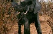 21: There’s an Elephant Where? – Diary of a Single Girl – Masai Mara National Park, Kenya