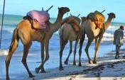 Kenya for the Indie Traveler