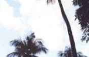 It’s OK to Travel with a Bathrobe #10: Dreams are just Dreams – St.  Lucia
