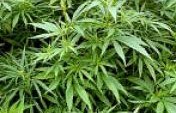 Confluence of Natural Highs, Wild Cannabis, Bemusing Natural Charms – Kullu Manali, North India