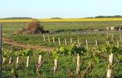 Waking Up in the Barossa – Barossa, South Australia, Australia