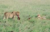 Of Soul-Homes, Sky-Temples and Safaris: Part 4 – Masai Mara, Kenya