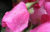 Roses for San Juan – Valencia, Spain