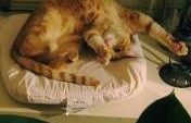 Cats and Paradise – Sliema, Malta