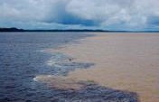 Moving Limbs – Manaus, Brazil
