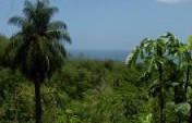 T&T&T (Trinidad, Tobago, and Turtles) – Trinidad & Tobago