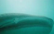 Of Gentle Giants and Lights – Donsol, Sorsogon, Philippines