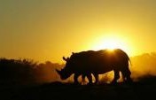 #JustOneRhino – Save Rhinos and Win Prizes