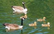Dorset Duck Pond Revisited – Frampton, England