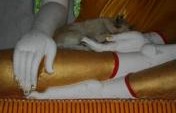 Chiang Mai, Thailand’s Temple of the Dogs – Thailand, SE Asia