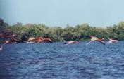 Where Flamingoes Go To Heaven: Celestún Eager Estuary – Celestún, Mexico
