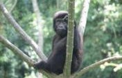 Mountain Gorilla Adventure – Uganda, Africa