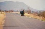Safari: Kruger National Park – South Africa, Africa