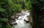Up in the Trees in Kinabalu Park – Malaysia, Asia