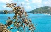 Cruising, Part 2: Tortola,The Island For Me – Caribbean