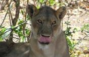 Why I Should Keep Quiet About the Mahale and Katavi National Parks of Western Tanzania – Africa