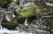 Wild Tasmania: The National Parks – Australia
